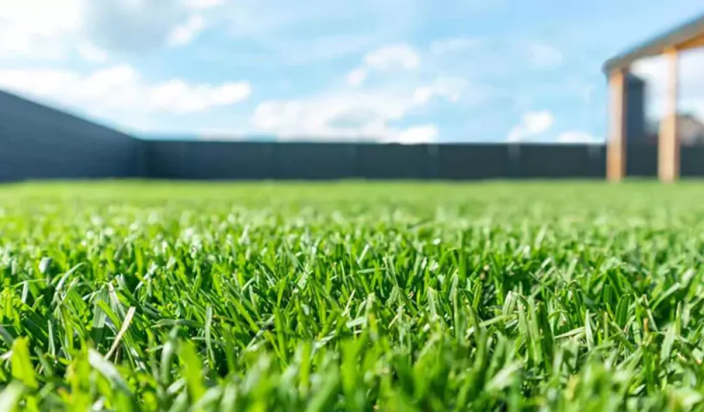 Close-up of a healthy, well-irrigated green lawn in a residential backyard in Raleigh, NC under sunny sky