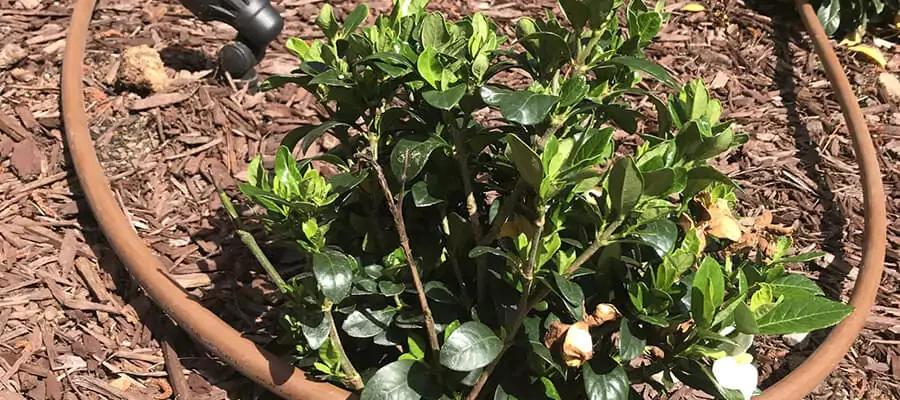 A garden-installed drip irrigation system